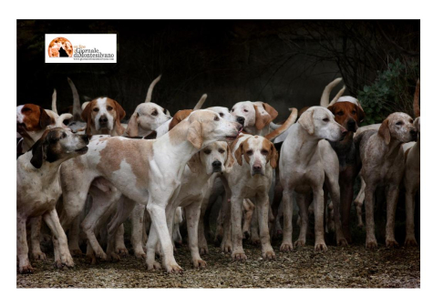 Pescara, contributo per chi adotterà uno dei 38 cani diretti a Civitella Casanova