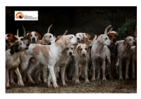 Pescara, contributo per chi adotterà uno dei 38 cani diretti a Civitella Casanova