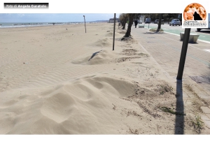 Montesilvano. Signori e signore ecco a voi la pulizia dell'arenile.