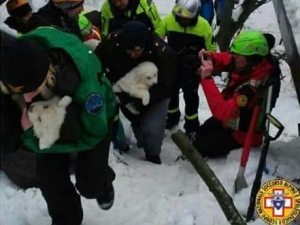 Rigopiano, tra le macerie i cuccioli di Nuvola e Lupo
