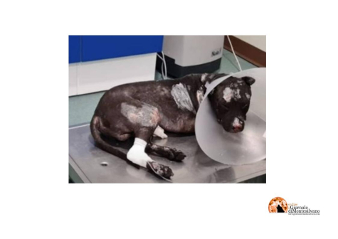 La triste storia di Aron, il cane pitbull bruciato vivo a Palermo