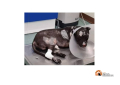 La triste storia di Aron, il cane pitbull bruciato vivo a Palermo
