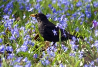 Bucchianico, cacciatori sorpresi con carcasse di 28 pennuti, in zona ripopolamento