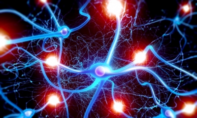 Il cervello anziano si rigenera come quello giovane