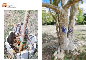 Pescara: alberi imbrattati con vernice e roverelle secche al Parco Cocco