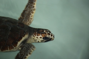 Tartaruga del centro