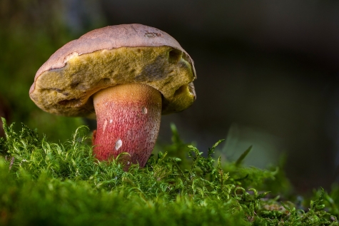 Andare per funghi con l'Arta