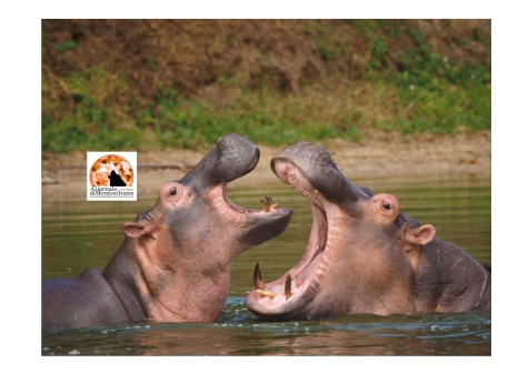 Regno Unito. 5 anni di carcere per bracconaggio di avorio anche di ippopotami, narvali, orche e capodogli