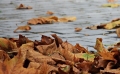 Pescara/maltempo: cade un albero, ferita una signora.