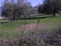 Montesilvano/Chiesa Villa Carmine. M5stelle "venduta pelle dell'orso prima di catturarlo"