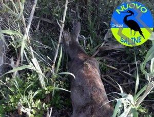 il piccolo bambi ucciso dalla amno dell'uomo.