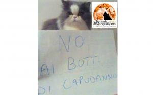 Il Persiano Rudy, posa per ribadire no ai botti, star del web.