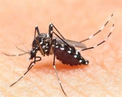Virus Zika: pericolo anche in Italia, zanzara tigre potrebbe diventare il vettore in Europa.