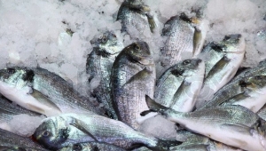 Faìbbrica di ghiaccio servirà per commercializzare il pesce