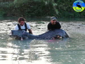 il pesce Silurus, un esemplare salvato grazie al'intervento di Nuovo Saline Onlus