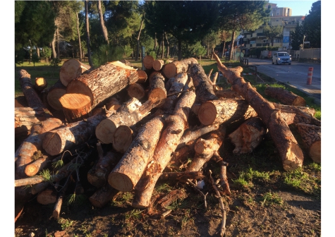 Strage di alberi nella Riserva Santa Filomena.