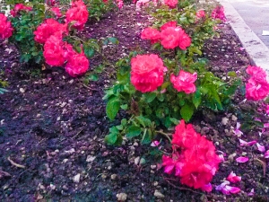 I fiori piantumati ieri