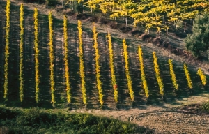 LAVORO: STUDENTI A SCUOLA DI PIANO DI SVILUPPO RURALE