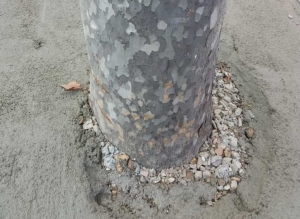 un albero del viale arboreo.