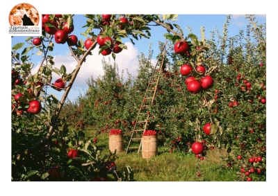 P.S.R. e Europa: Focus agricoltura