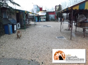 Pescara. 500.000 euro per un canile/gattile come Dog Village di Montesilvano