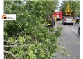 Pianella, incidente in contrada Frate Nardangelo: un'auto finisce contro gli alberi.