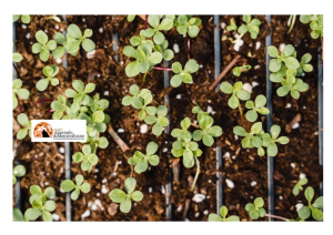 Giornata internazionale dell’albero 2023: Due Tiny Forest per la città.