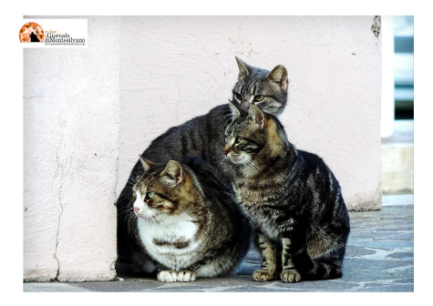 “A Penne sorgerà un’oasi felina”, impegnati 20 mila euro in regione.