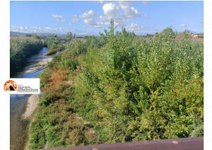 Tordino. Alti arbusti sul fiume. Il Comitato di Quartiere Annunziata: verificare pericolosità