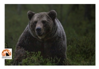 “Orso 2x50” azione di sensibilizzazione e divulgazione WWF