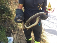 Pescara. Serpente in garage, recuperato dai Vigili del fuoco
