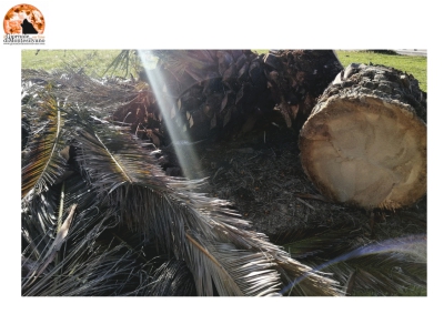 "Abbattimento indiscriminato di alberi nei Comuni di Montesilvano, Pescara, Chieti e Silvi"