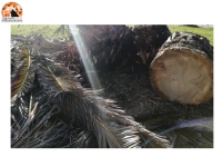 "Abbattimento indiscriminato di alberi nei Comuni di Montesilvano, Pescara, Chieti e Silvi"