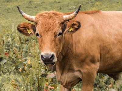 Pianella, sfilata di trattori e animali per ringraziare del raccolto