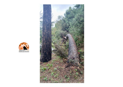 Pineta danunziana, caduti due alberi