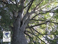 bagolaro