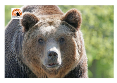 Orsa Amarena, rinvio a giudizio per l'imputato