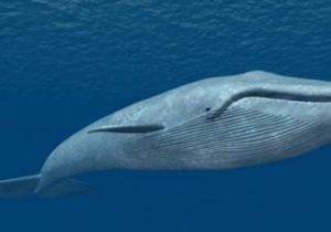 Balena pilota muore dopo aver ingerito oltre 80 buste di plastica.