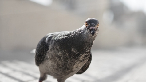 Piccioni contro il cancro al seno.