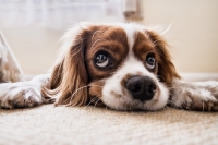Coronavirus/Chieti. Spacciatore fingeva di portare a spasso il cane. Denunciato e multato