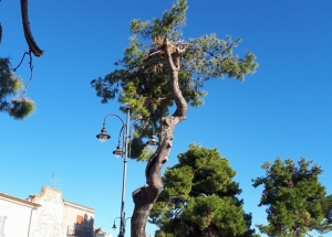 Silvi. Ceppaie e alberi capittozzati, i problemi dei pini del borgo marino