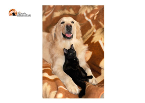 Pescara, Consiglio Comunale sì alla tumulazione animali d’affezione con i padroni