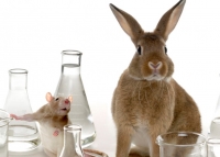 2023, non più test dei cosmetici su animali