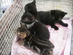 Montesilvano, salvati 4 gattini, cercano casa