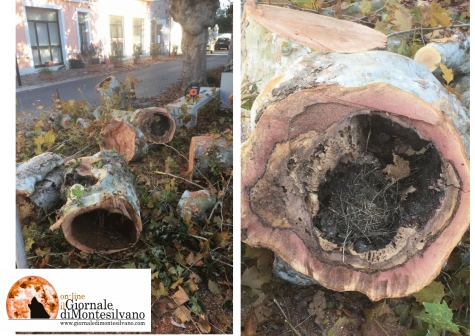 Montesilvano, 4 alberi abbattuti al centro per cancro dei platani.