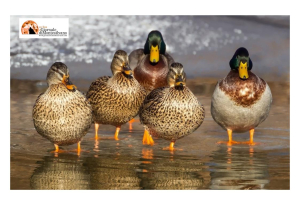 Trump jr. uccide specie protette nella laguna di Venezia. La denuncia di Zanoni.