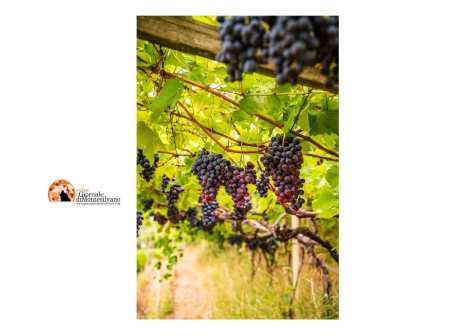 Agricoltura. PD chiede 80 mln di fondi per peronospera