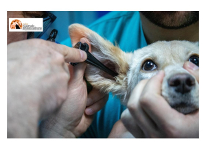 Regione Abruzzo approva contributi per spese mediche veterinarie ad animale d&#039;affezione