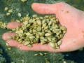 vongole troppo piccole, muoiono prima di crescere