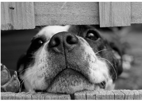 Montesilvano/cani affidati a La Rupe. Comune invita ad adottare "con generosità"